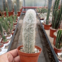 Espostoopsis dybowskii