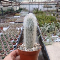 Espostoopsis dybowskii