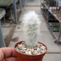 Espostoopsis dybowskii