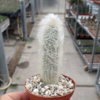 Espostoopsis dybowskii