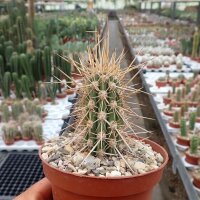 Eulychnia acida Rivadacia