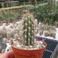 Eulychnia acida Rivadacia
