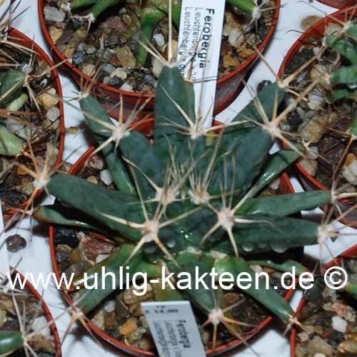 Ferobergia Leuchtenbergia x VIOLET
