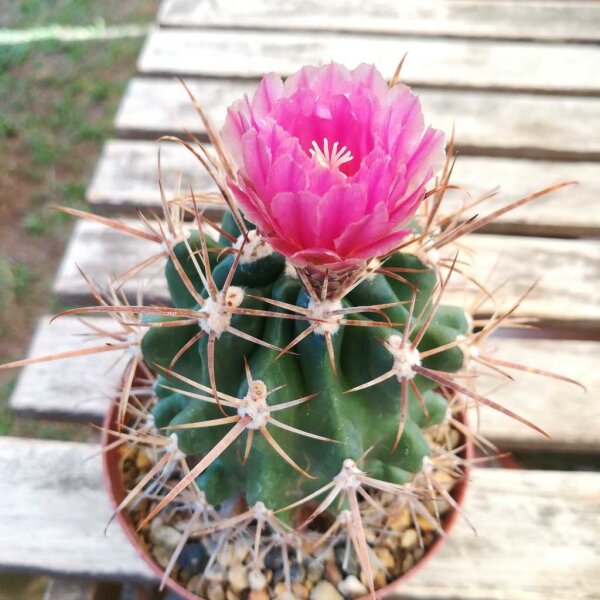 Ferobergia x Leuchtenbergia  VIOLET
