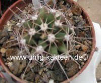 Ferobergia PRIFOR / FOR x PRIFOR / FOR R3