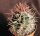 Ferocactus acanthodes