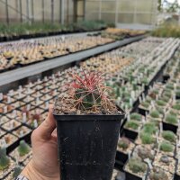 Ferocactus acanthodes