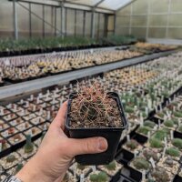 Ferocactus acanthodes