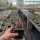 Ferocactus acanthodes
