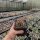 Ferocactus acanthodes