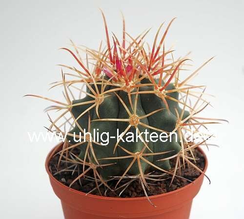 Ferocactus acanthodes rostii-Form Ojos Negros, BC.