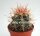 Ferocactus acanthodes rostii-Form Ojos Negros, BC.