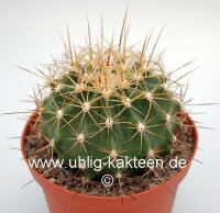 Ferocactus pottsii v. alamosanus