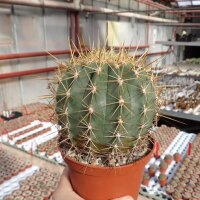 Ferocactus pottsii v. alamosanus