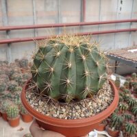 Ferocactus pottsii v. alamosanus
