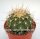 Ferocactus pottsii v. alamosanus