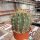 Ferocactus pottsii v. alamosanus