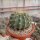 Ferocactus pottsii v. alamosanus