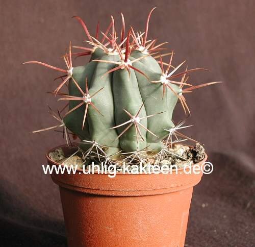Ferocactus californicus