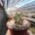 Ferocactus californicus 50 km südl. San Loreto, BC