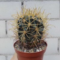 Ferocactus chrysacanthus