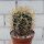 Ferocactus chrysacanthus
