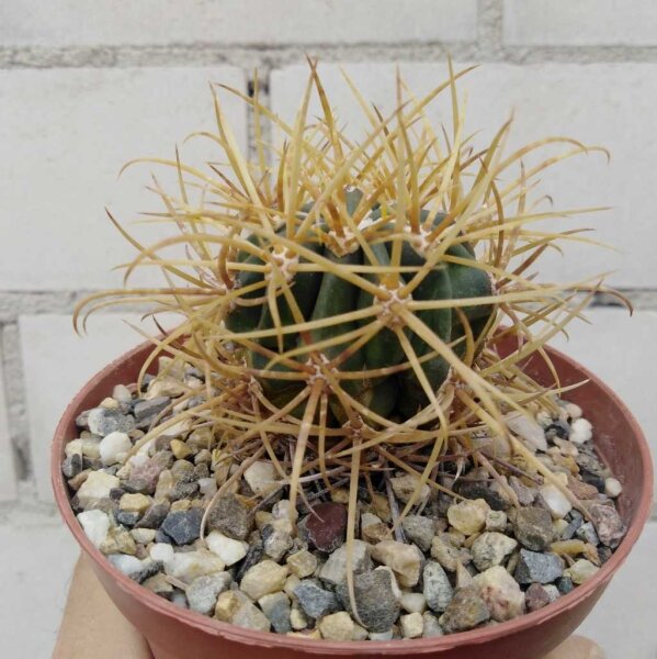 Ferocactus chrysacanthus Cedros BC