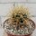 Ferocactus chrysacanthus Cedros BC