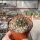 Ferocactus chrysacanthus-Hybr.