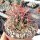 Ferocactus chrysacanthus-Hybr.