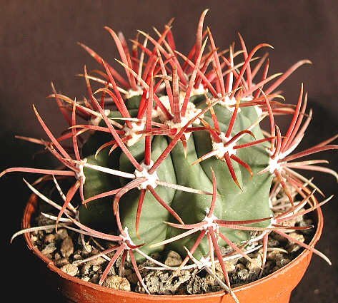 Ferocactus chrysacanthus f. rubrispinus