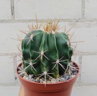 Ferocactus echidne