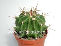 Ferocactus echidne v. rafaelensis