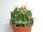 Ferocactus echidne v. rafaelensis