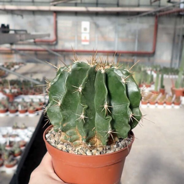 Ferocactus echidne v. rhodanthus