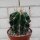 Ferocactus echidne v. rhodanthus