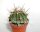 Ferocactus echidne v. rhodanthus