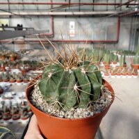 Ferocactus echidne v. victoriensis