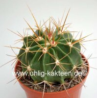 Ferocactus echidne v. victoriensis