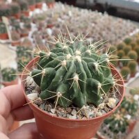 Ferocactus echidne v. victoriensis