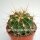 Ferocactus echidne v. victoriensis