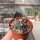 Ferocactus emoryi