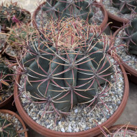 Ferocactus emoryi XL