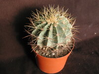 Ferocactus glaucescens