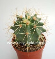 Ferocactus glaucescens Longispinus