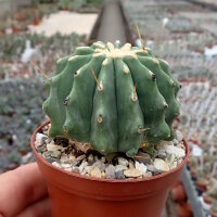 Ferocactus glaucescens cv. Nudum