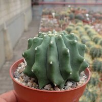 Ferocactus glaucescens cv. Nudum