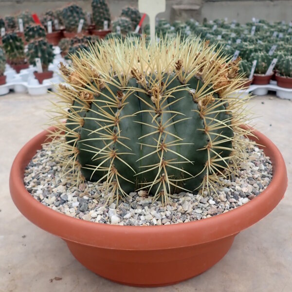 Ferocactus glaucescens XL