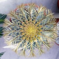 Ferocactus glaucescens XL