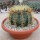 Ferocactus glaucescens XL